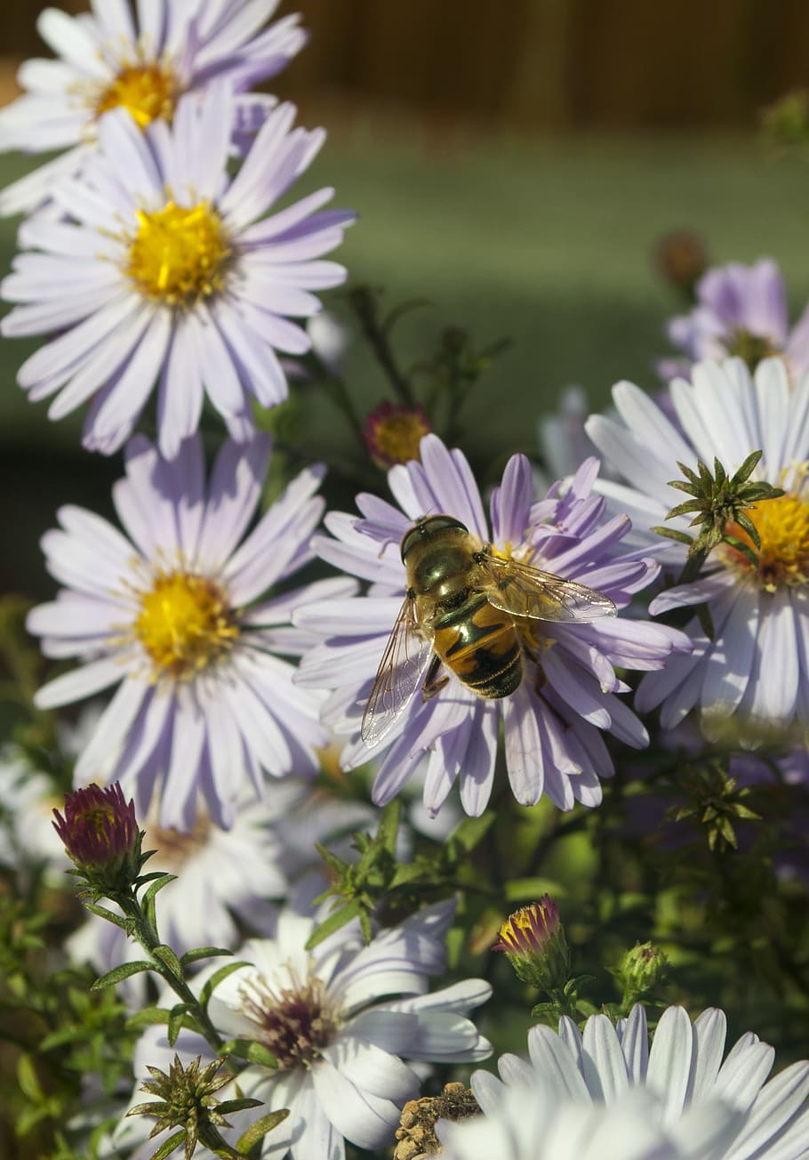floral, bee, fly, flower, nature, bloom, pollen, plant, insect HD wallpaper