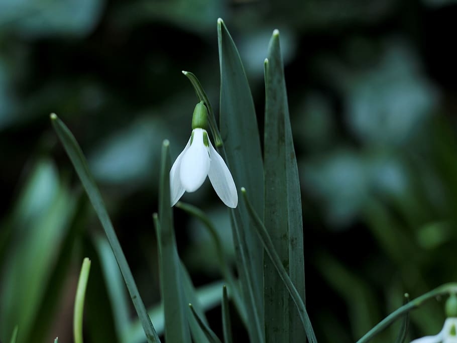 snowdrop, white, green, spring, flowers, spring flowers, galanthus HD wallpaper