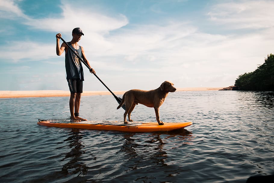 man and dog on paddleboard, person, human, oars, mammal, animal