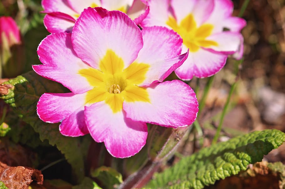primrose, pink, bloom, blooming, nature, garden, flower, fragrance HD wallpaper