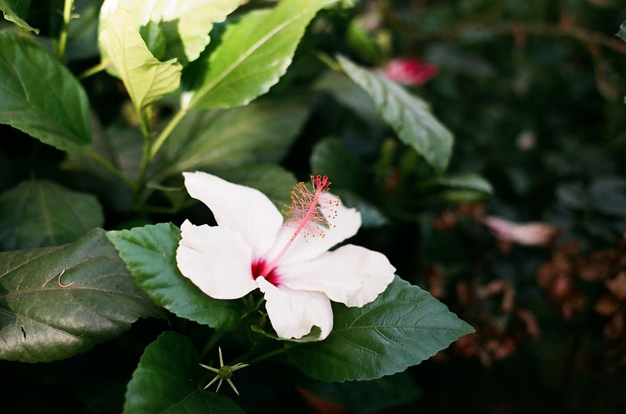 Los Angeles Lakers White Hibiscus Flower On Purple Background