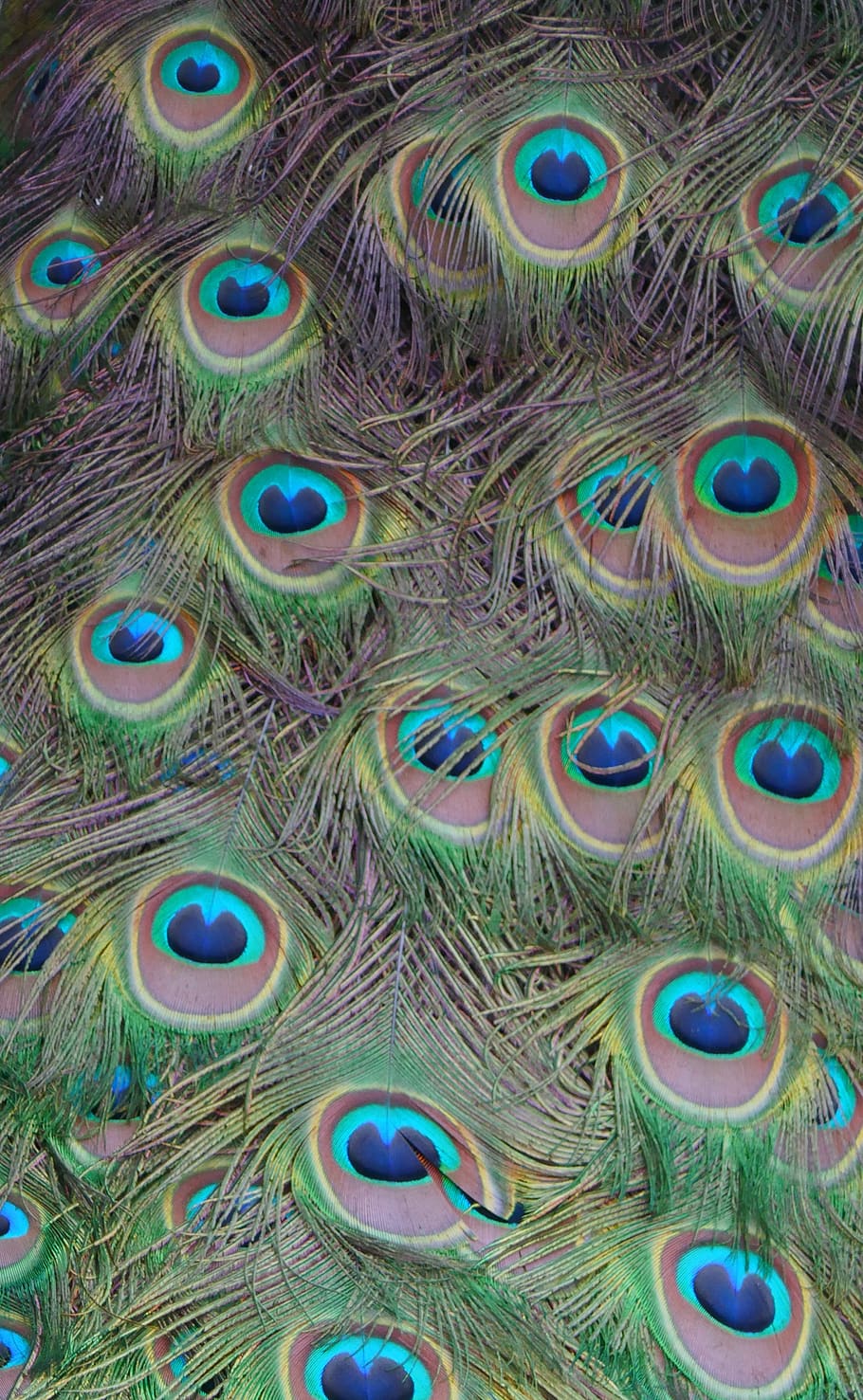 feather, peacock, colorful, pattern, plumage, gorgeous, animal world HD wallpaper