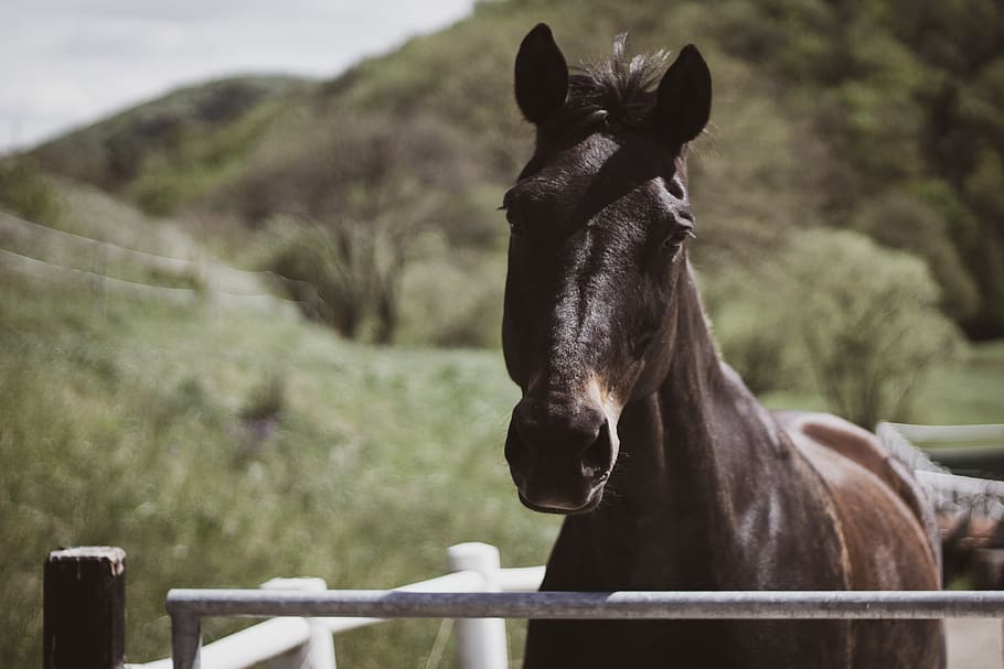 Black Horse, animal, blurred background, close-up, daylight, domestic HD wallpaper