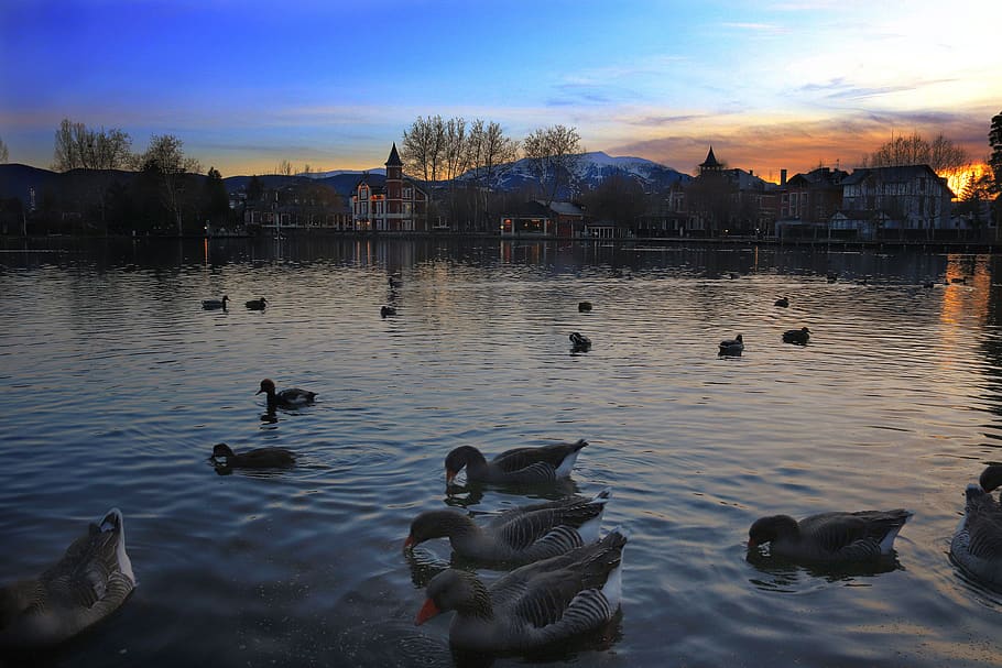 lake, dusk, romantic, ducks, sunset, idyllic, water, sky, group of animals HD wallpaper