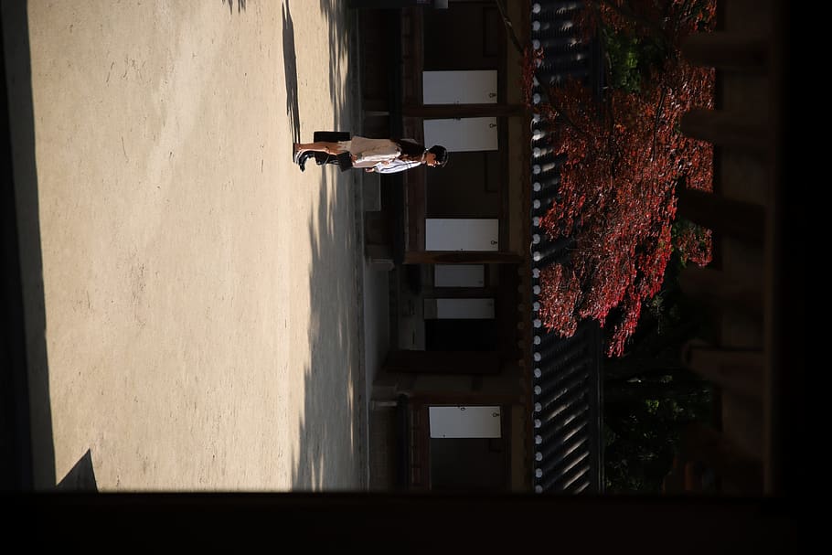 light, shadow, shadows, nature, temple, korea, people, one animal HD wallpaper