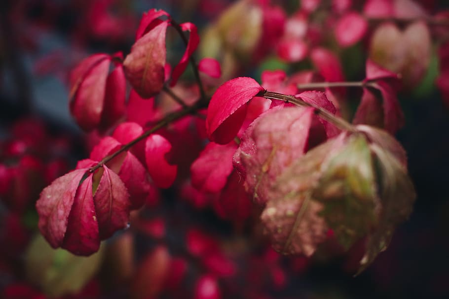 red and green leaves, blossom, plant, flora, flower, geranium HD wallpaper