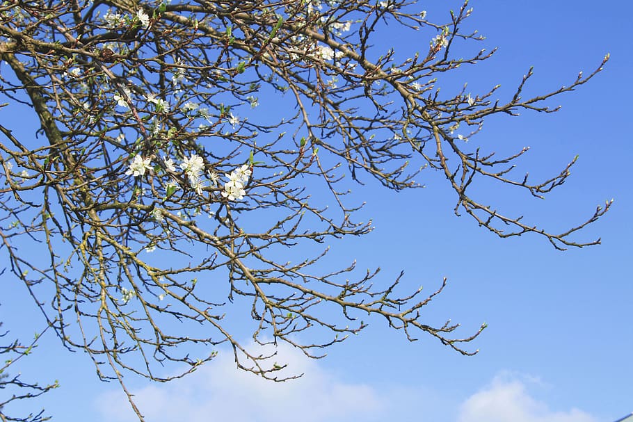 trees, flower, flowers, sky, blue, white, branch, branche, branches HD wallpaper