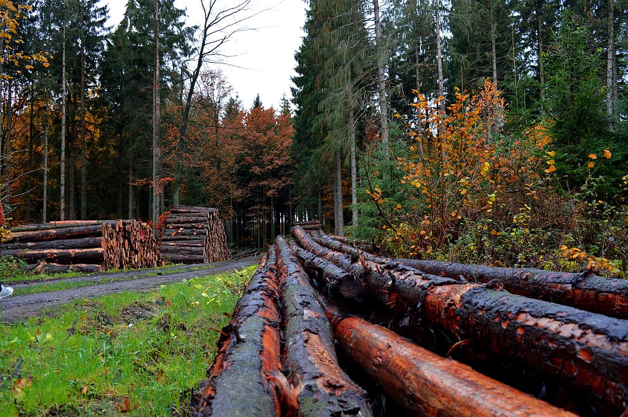 forest, trees, tree trunks, forestry, landscape, plant, timber HD wallpaper