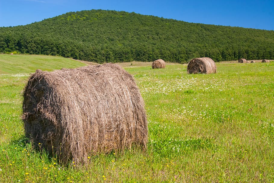 green, roll, hay, blue, sky, agriculture, outdoors, plant, landscape HD wallpaper