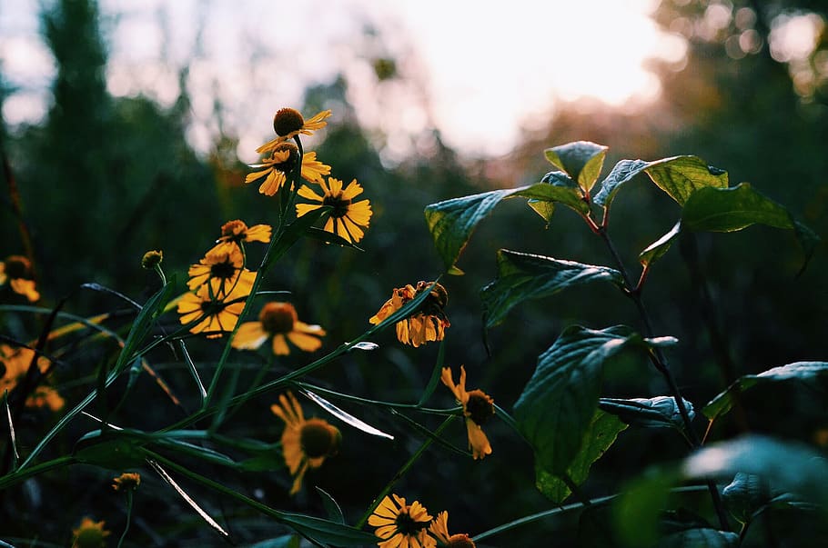 flowers, yellow, sunset, summer, light, plants, wild, flowering plant HD wallpaper