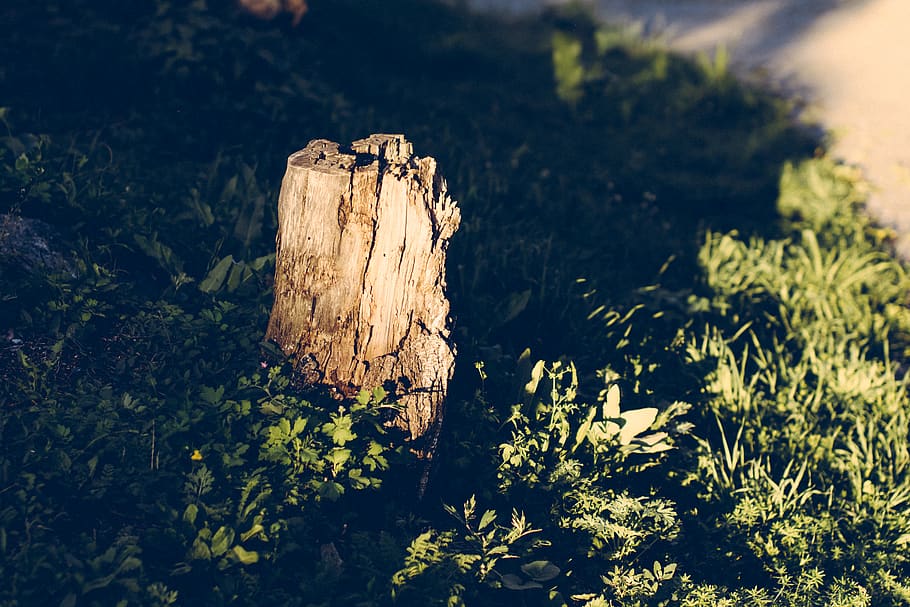 tree, summer, plant, nature, growth, day, no people, land, wood - material HD wallpaper