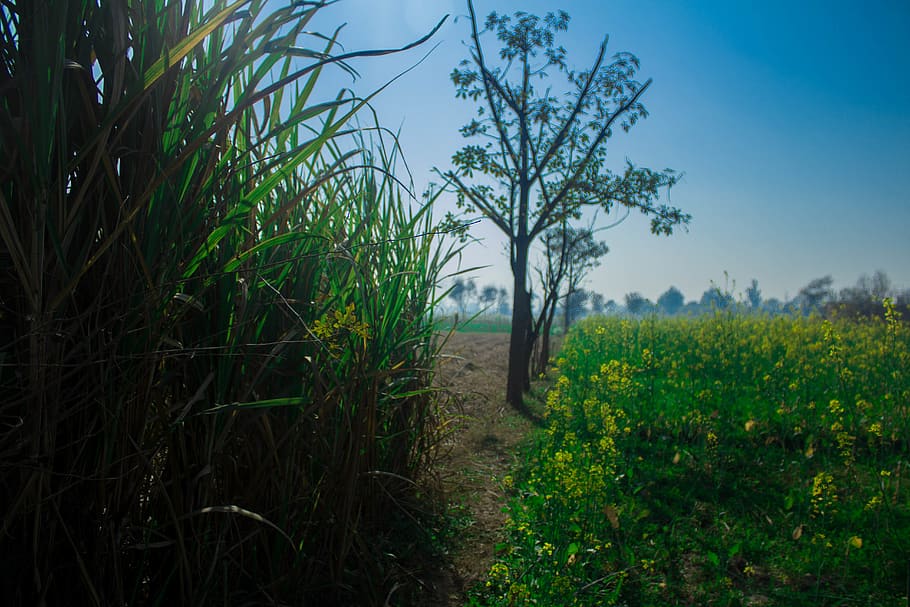 sun flowers, greenery, fields, trees, plant, growth, beauty in nature HD wallpaper