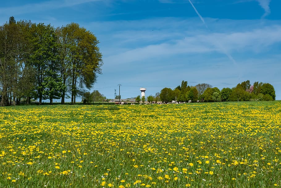 fields, prairie, flower, yellow, nature, landscape, spring HD wallpaper