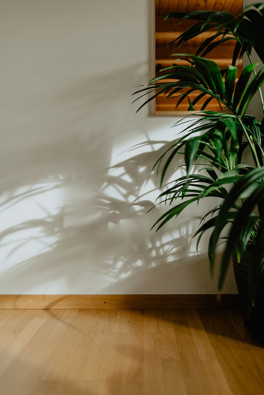 green leafed plants in pot, wood, flooring, hardwood floor, indoors HD wallpaper
