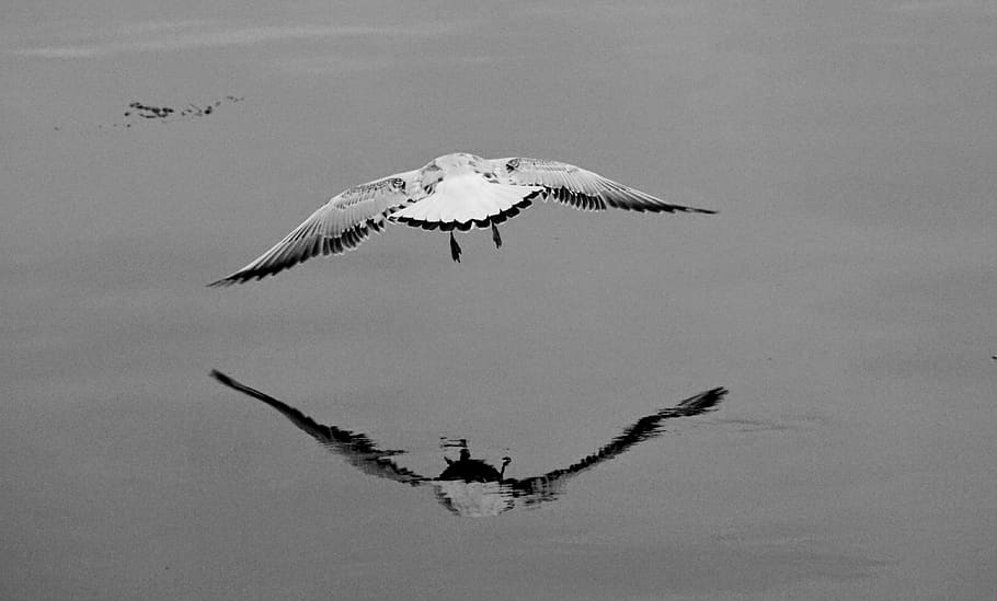 flight, water, seagull, bird, nature, lake, the coast, flying HD wallpaper