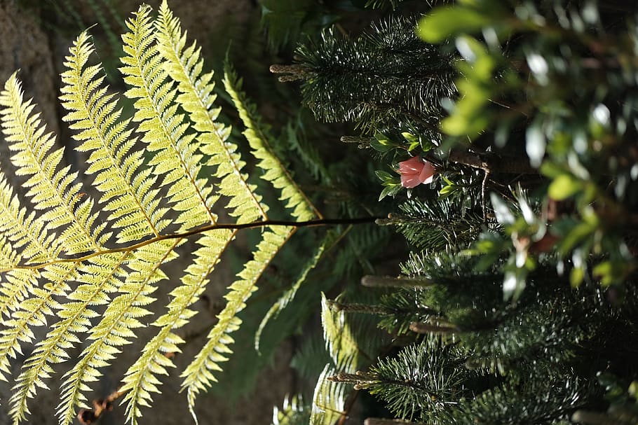 plant, green, growth, green color, beauty in nature, no people HD wallpaper