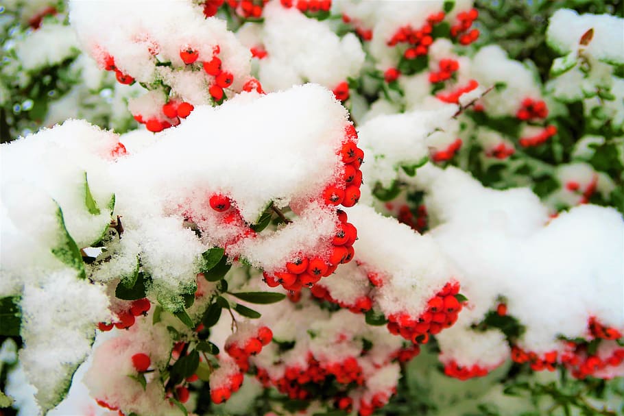 snow, winter, tree, juniper, cold, nature, landscape, trees HD wallpaper