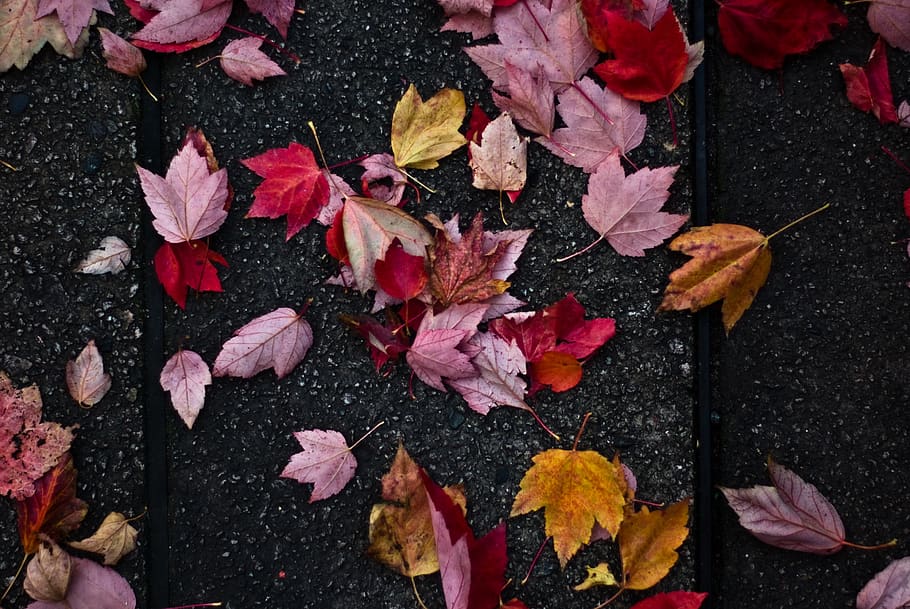 leaves, fallen, autumn, red, yellow, pavement, ground, contrast HD wallpaper