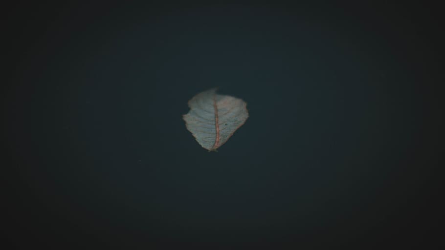 gray leaf, water, beautiful, landscape, woodland, tree, lake HD wallpaper