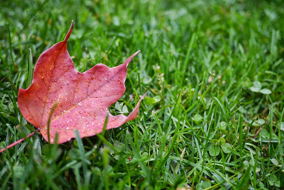 canada, toronto, autumn, fall, grass, leaf, plant, green color HD wallpaper