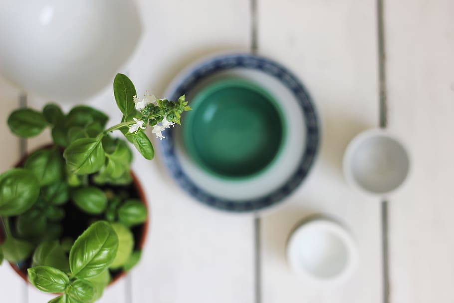 plant, leaf, pottery, vase, potted plant, jar, home decor, planter HD wallpaper