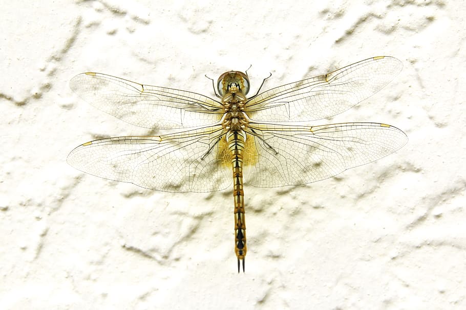dragonfly, insect, wings, invertebrate, animal, animal themes HD wallpaper