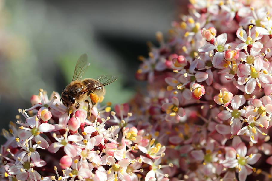 bee, forage, spring, flowers, honey, insects, pollen, nature HD wallpaper
