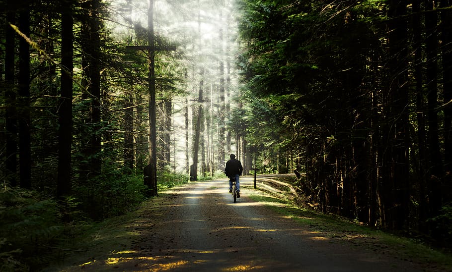 Person Riding A Bicycle, forest, path, road, shadows, trees, woods HD wallpaper