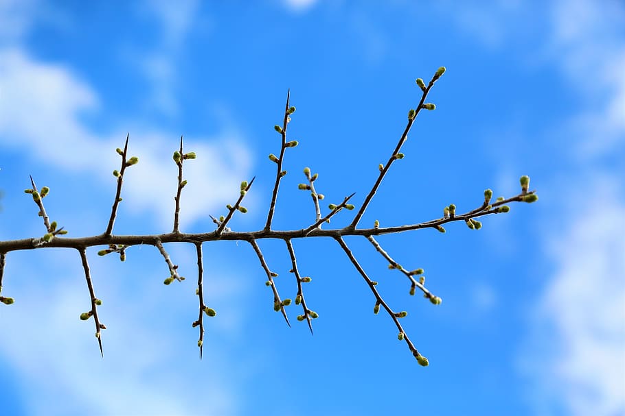 branch, bud, tree, flower, spring, blooming, nature, color HD wallpaper