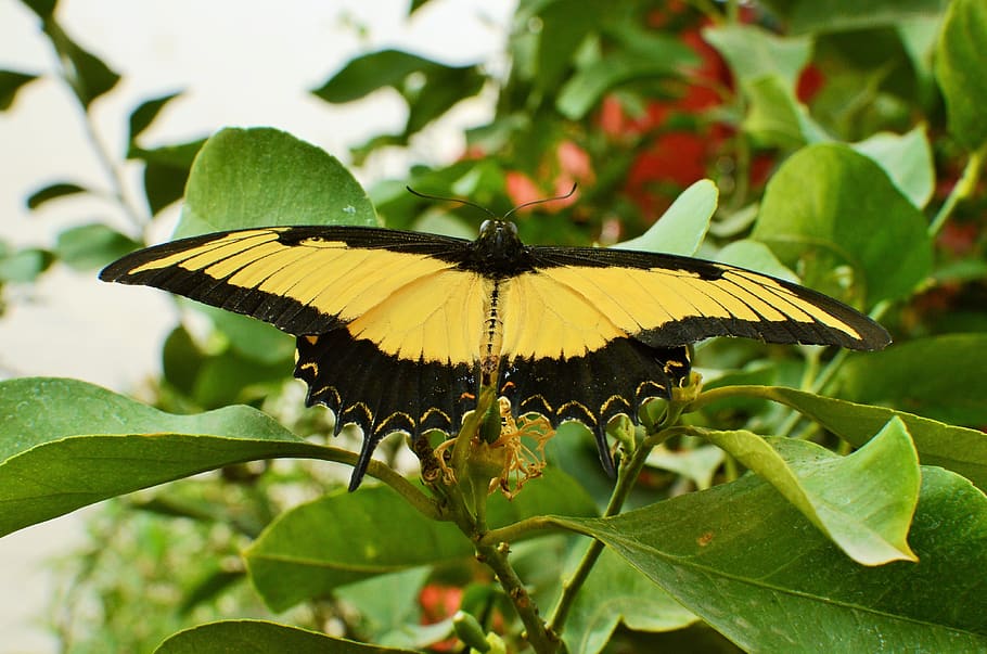 butterfly, light, nature, plant part, leaf, insect, invertebrate HD wallpaper