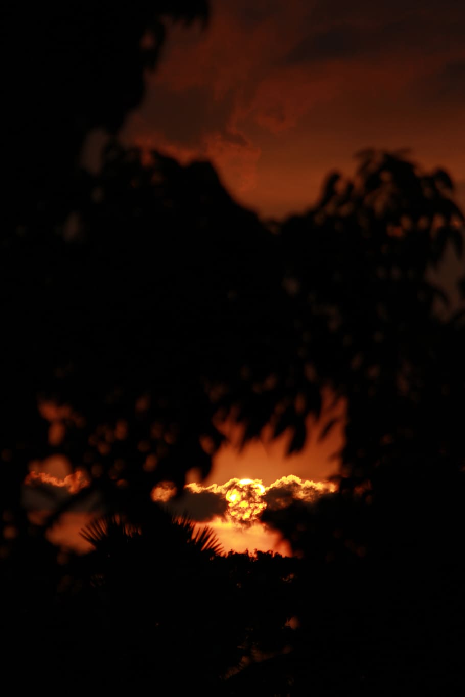 Silhouette of Leaves, backlit, clouds, dark, golden hour, nature HD wallpaper