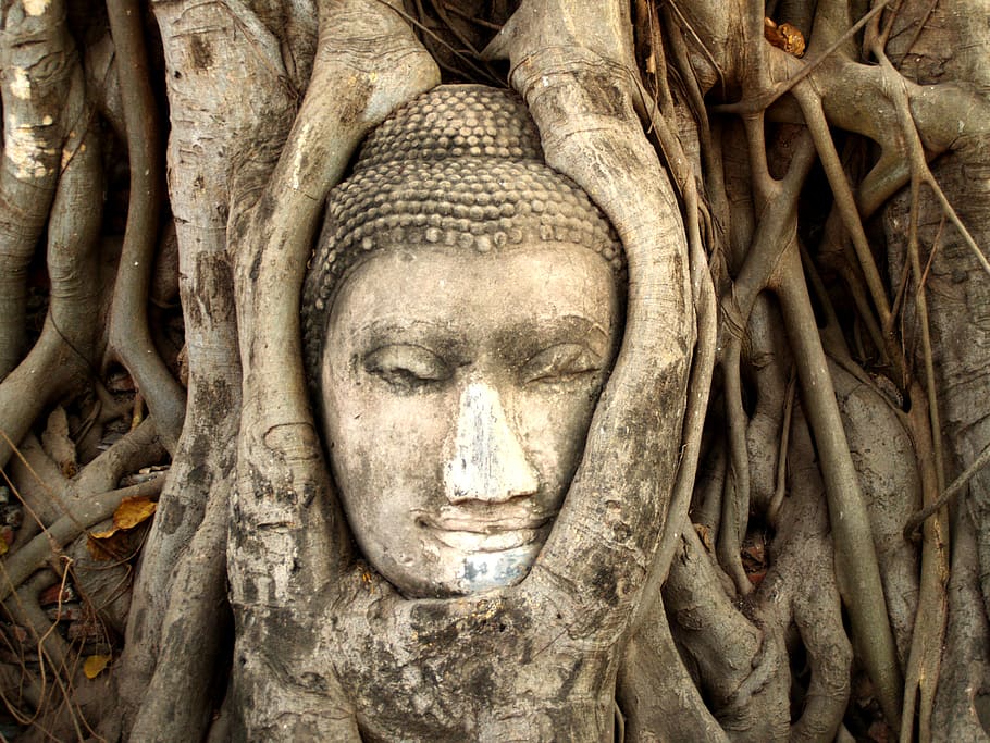 Brown Tree Roots, ancient, architecture, art, asia, Asian, Bangkok, HD wallpaper