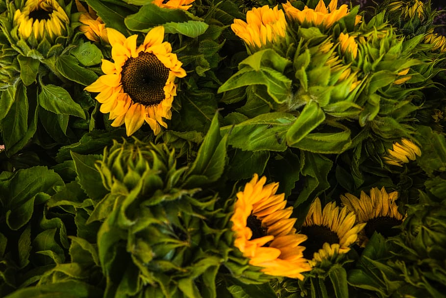 Close-UP Photo of Sunflowers, attractive, beautiful, bloom, blooming HD wallpaper