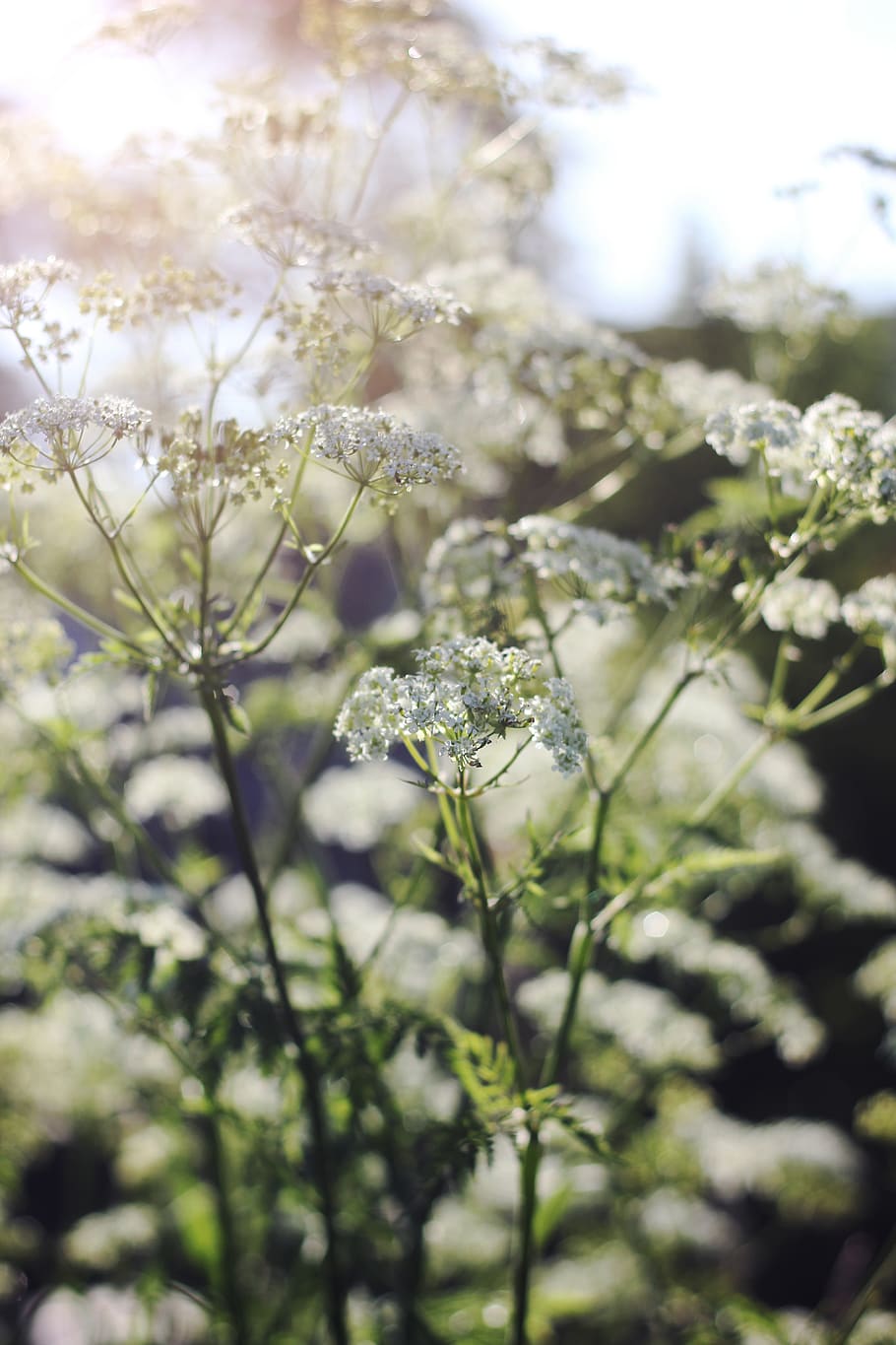 white petaled flowers, plant, growth, flowering plant, beauty in nature HD wallpaper