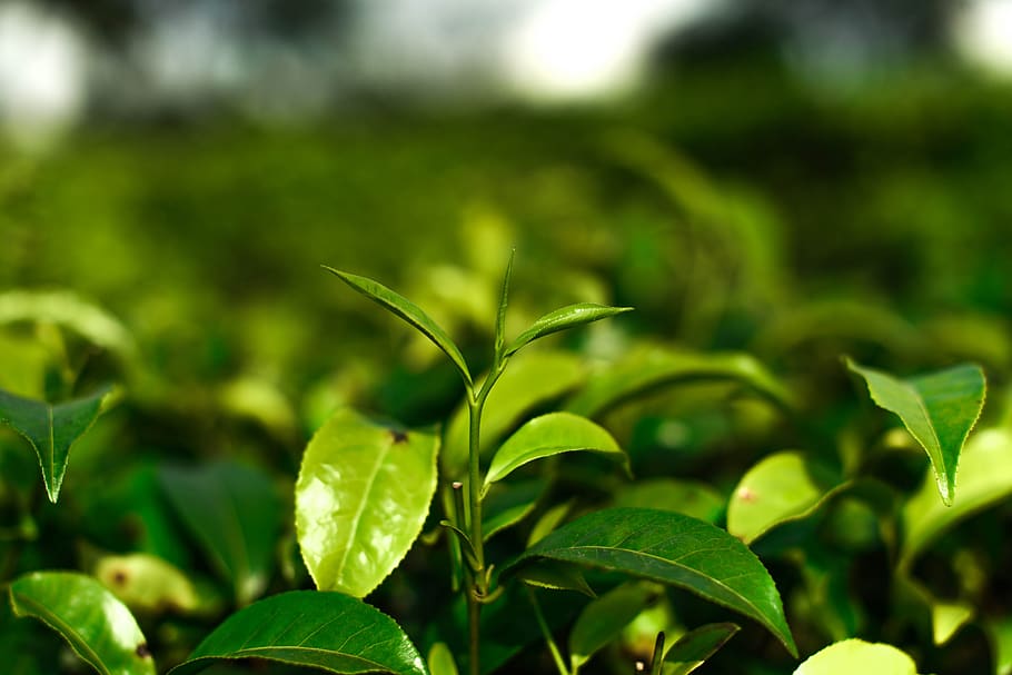 tea, small, orthodox tea, plant part, leaf, growth, green color HD wallpaper