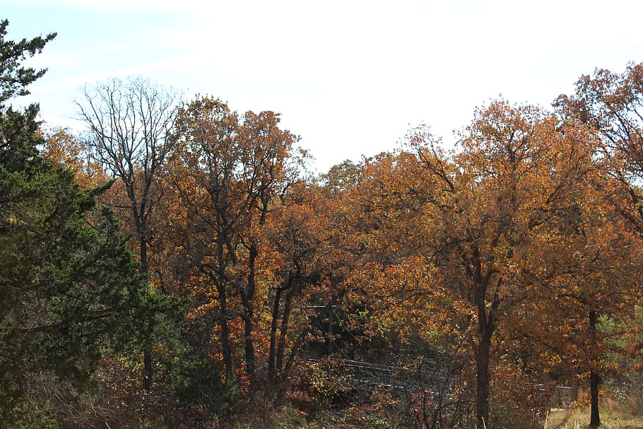 trees, forest, fall, autumn, change, plant, sky, beauty in nature HD wallpaper