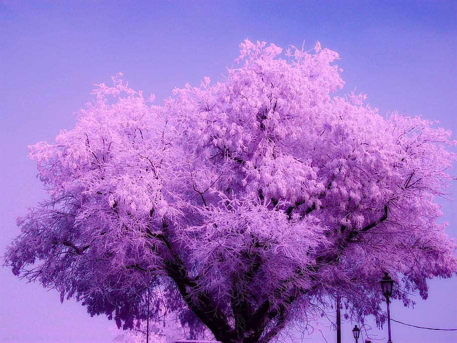 pink color, plant, flower, flowering plant, growth, tree, beauty in nature HD wallpaper