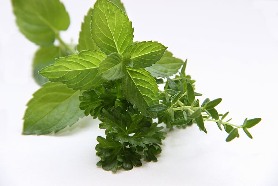 herbs, mint, thyme, parsley, green, macro, healthy, leaves