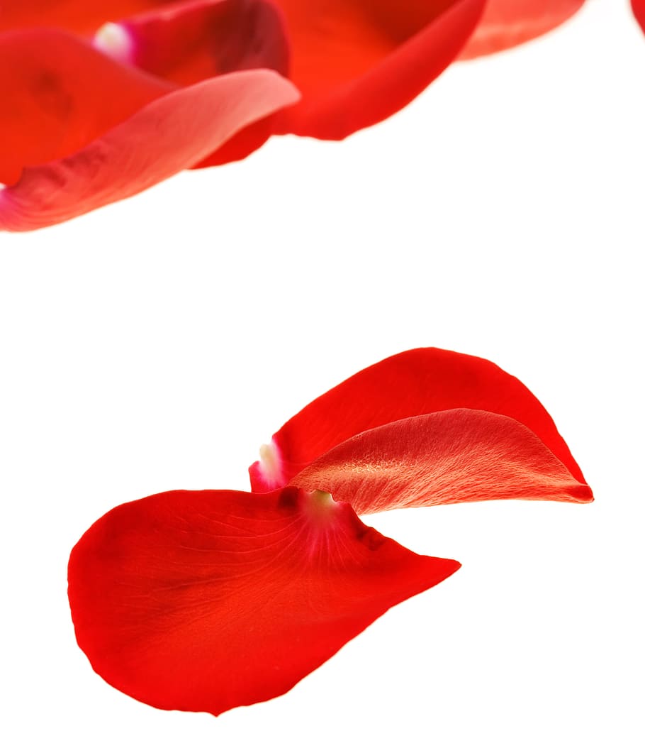 con2011, rose, petals, red, flower, flowering plant, close-up HD wallpaper
