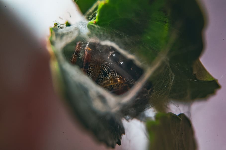 jumping, spider, phidippus, johnsoni, female, red, back, wallpaper HD wallpaper