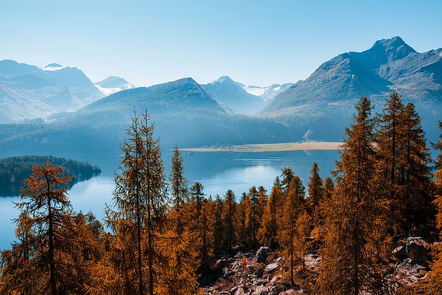 calm lake during daytime, plant, tree, abies, fir, conifer, sils im engadin HD wallpaper