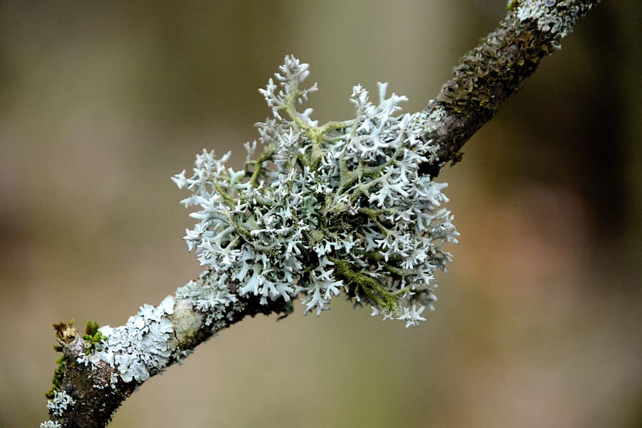 lichen, tree braid, branch, bark, tree bark, macro, close up HD wallpaper