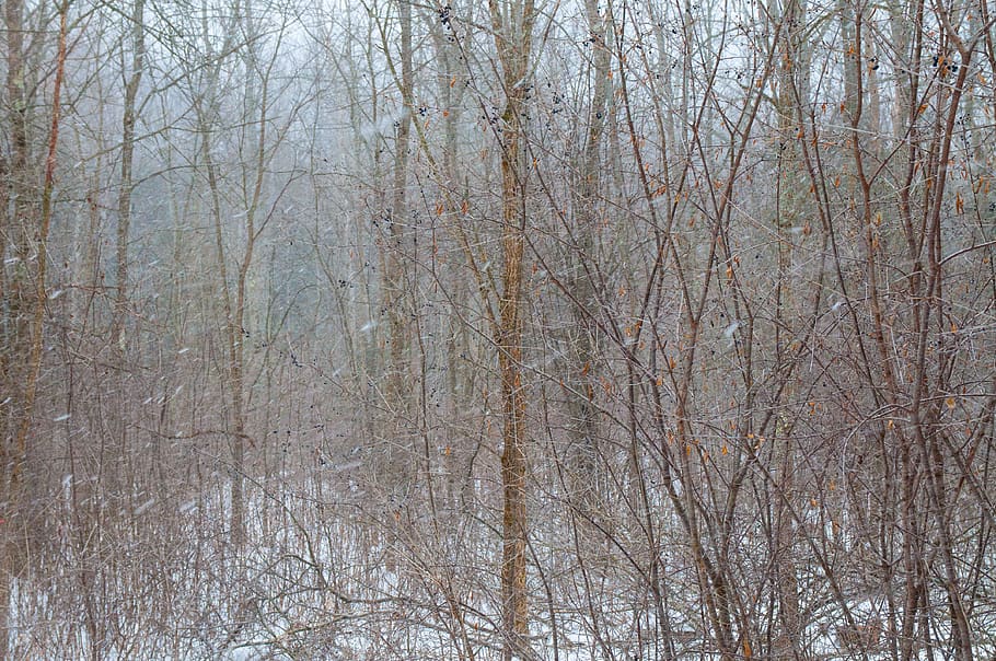 winter, snow, snowfall, snowstorm, trees, barren, hike, hiking HD wallpaper