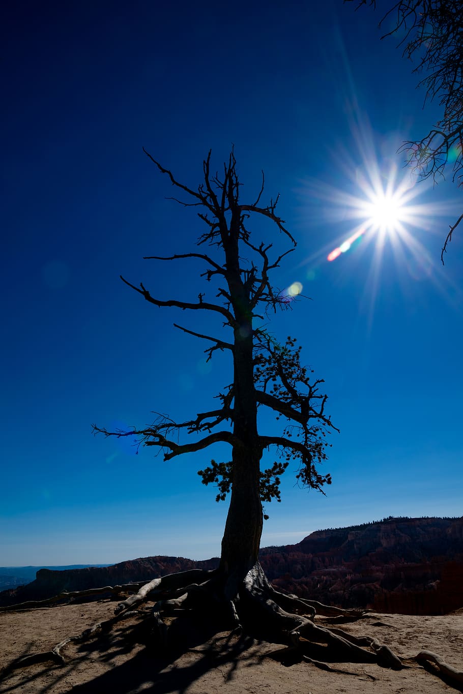 sky, sun, tree, tranquility, tranquil scene, sunlight, beauty in nature HD wallpaper