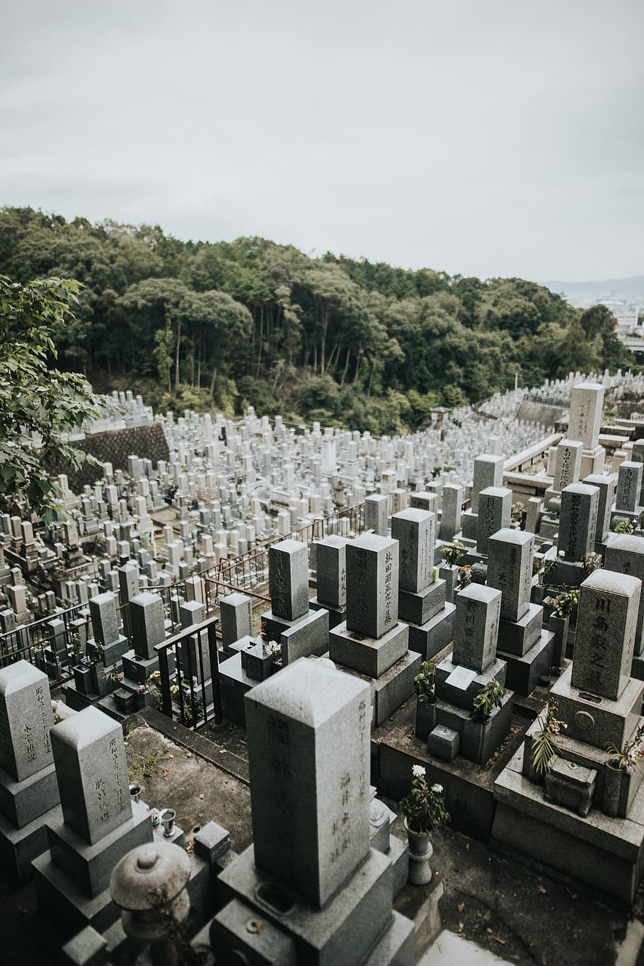 graveyard near trees during daytime, sky, tombstone, plant, cemetery HD wallpaper