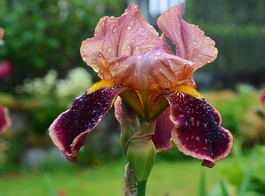 iris, garden, blossom, bloom, close up, vulnerability, fragility HD wallpaper