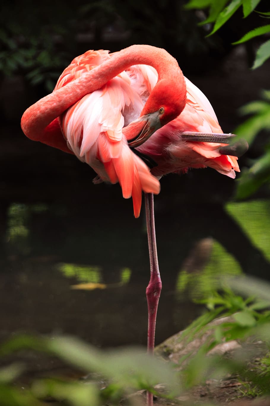 flamingo, animal, bird, brugelette, belgium, pairi daiza, pink