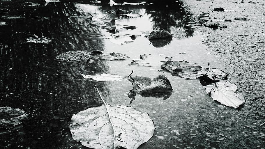autumn, puddle, reflections, leaves, rain, nature, water, wet HD wallpaper