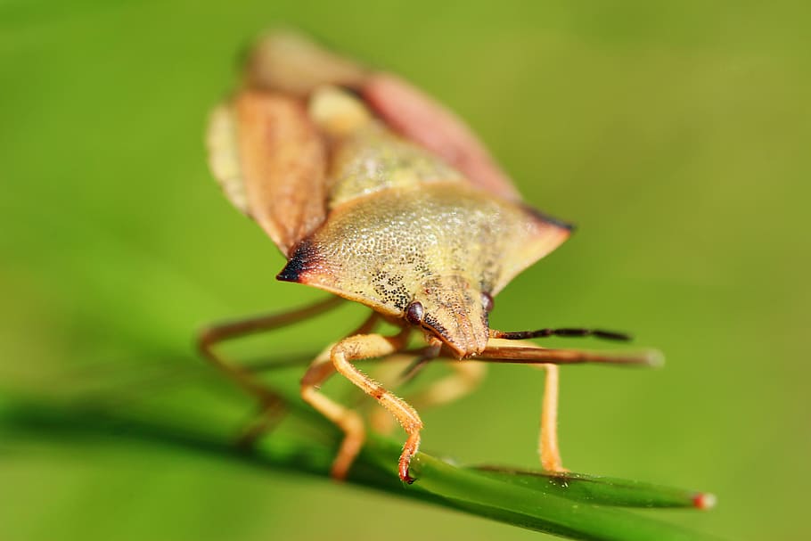 carpocoris fuscispinus, northern fruit bug, insect, nature HD wallpaper