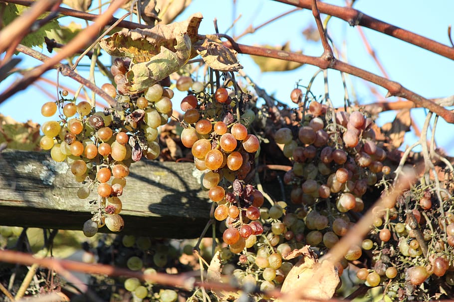 grapes, wine, vine, grapevine, autumn, raisins, rebstock, sweet HD wallpaper